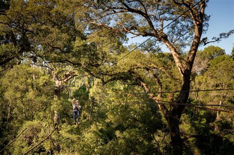  The Tsitsikamma Canopy Tour:  Swinging Through Ancient Forests and Witnessing Breathtaking Coastal Views!