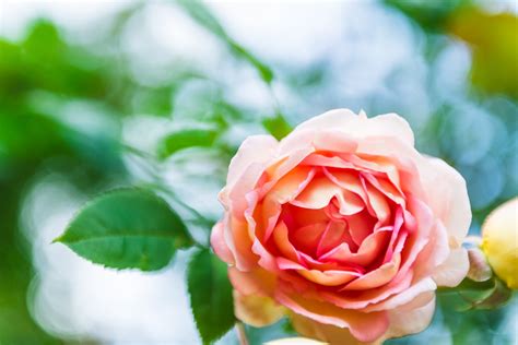 De Rozenvallei: Een Verborgen Paradijs voor Bloemenliefhebbers en Fotografen!