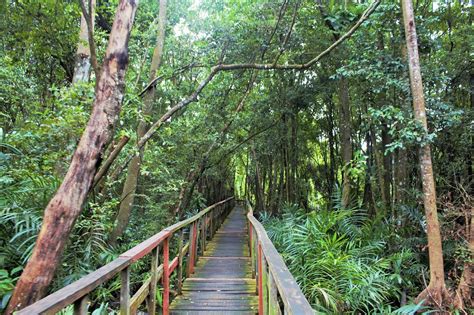  Het Lekki Conservation Centre: Een Oase van Rust en Biodiversiteit in de Bustle van Lagos